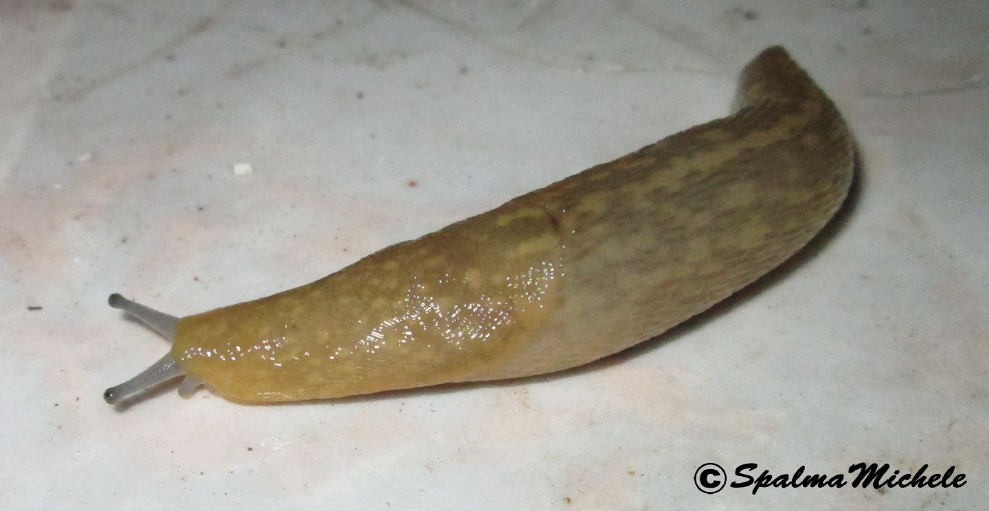 Limacus siciliano: L. flavus da Carini (PA)